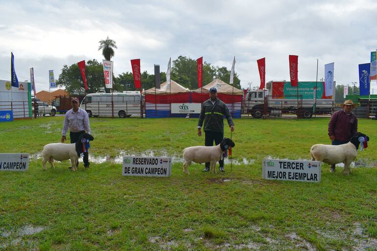 Exhibición de los mejores ejemplares ovinos de la raza dorper en la Expo Guairá 2023.