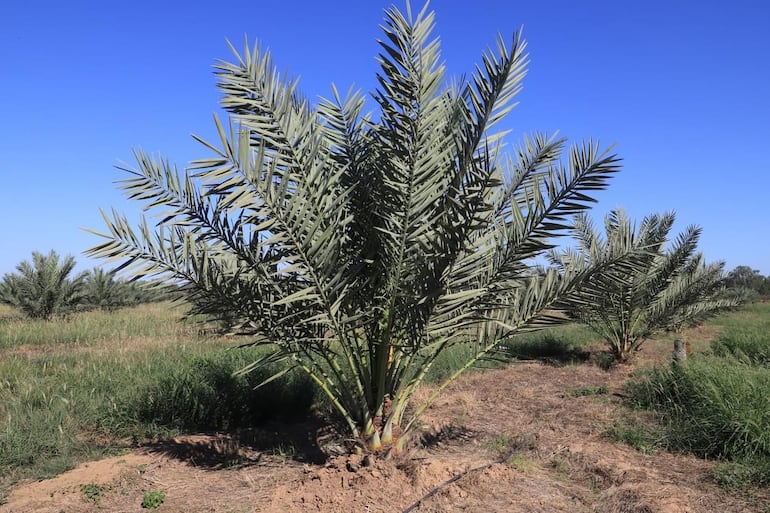 Una palma datilera del Chaco, en la zona de Picada 500 en donde por primera vez cultivaron dátiles tras 4 años de espera.