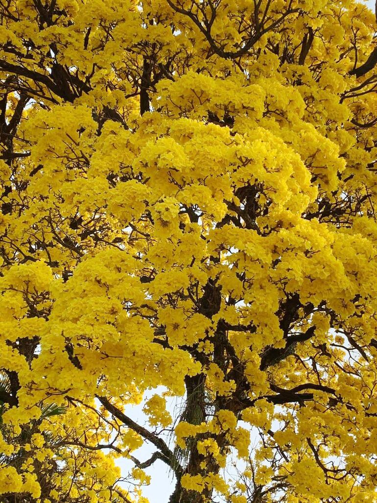 Árboles de lapacho amarillo tupidos de flores, hermosean la capital del país y sus alrededores en los primeros días de la primavera.