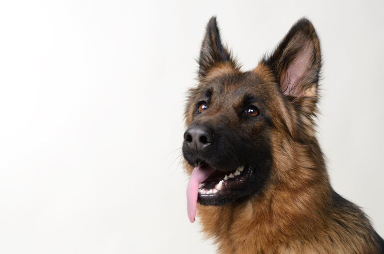 Perro de la raza pastor alemán.