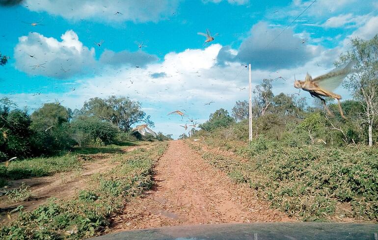 El ataque masivo de langostas en el norte del Chaco motivó la declaración de emergencia.