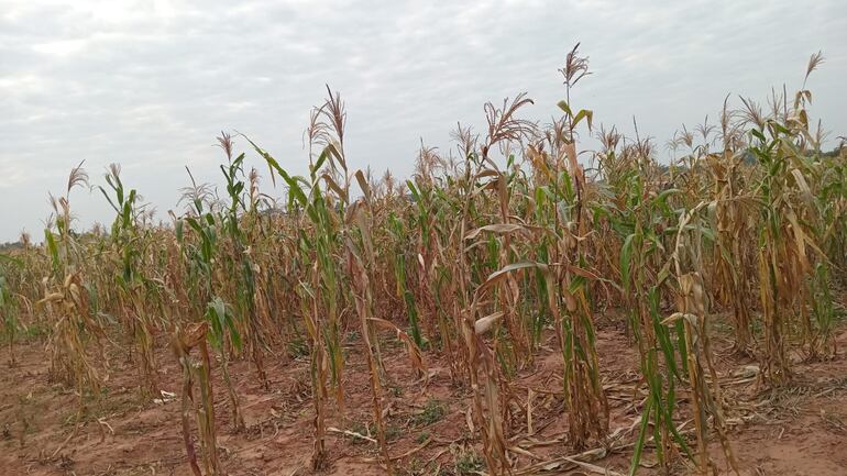 Otro de los rubros afectados por el efecto climático es el cultivo  de maíz