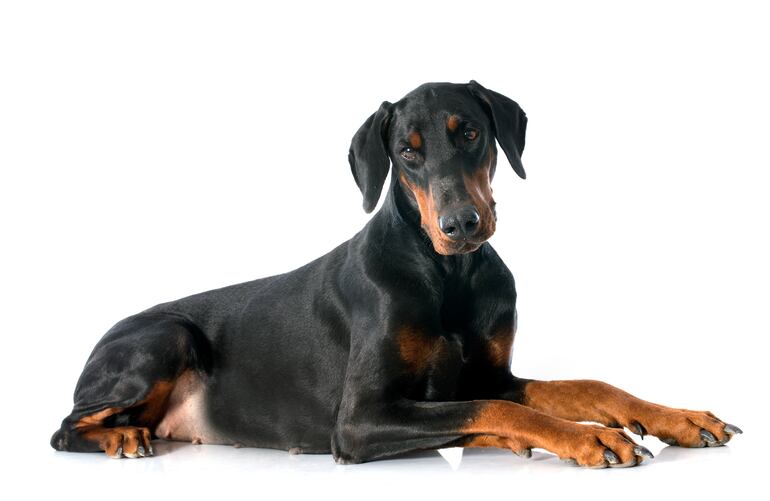 Perro de raza Doberman.