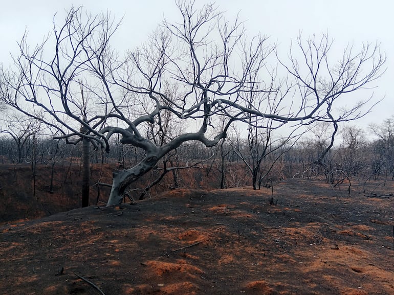 Zona afectada por incendios forestales en Roboré (Bolivia).