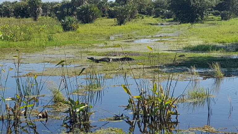 La gran cantidad de agua acunulada a los costados de los caminos presenta este tipo de bellezas naturales, donde un yacaré sale en busca de alimento.