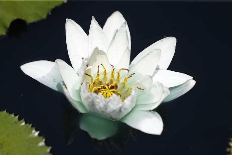 Fotografía que muestra un ejemplar de la planta acuática Marliacea Chromatella en Jardín Botánico de Cali.