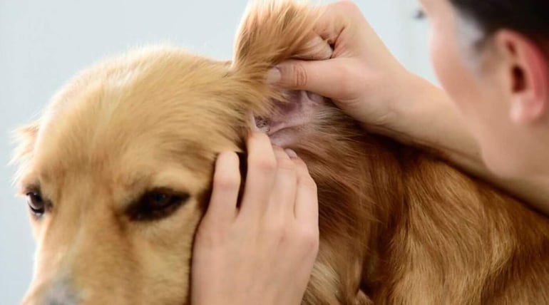 La forma de prevenir la enfermedad anaplasmosis, es utilizando repelentes como collares o pastillas antiparasitarias que serán recomendadas por el medico veterinario.