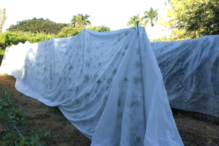 La cobertura de los cultivos con mantas térmicas es un sistema de protección de las escarchas que se utiliza en las fincas.