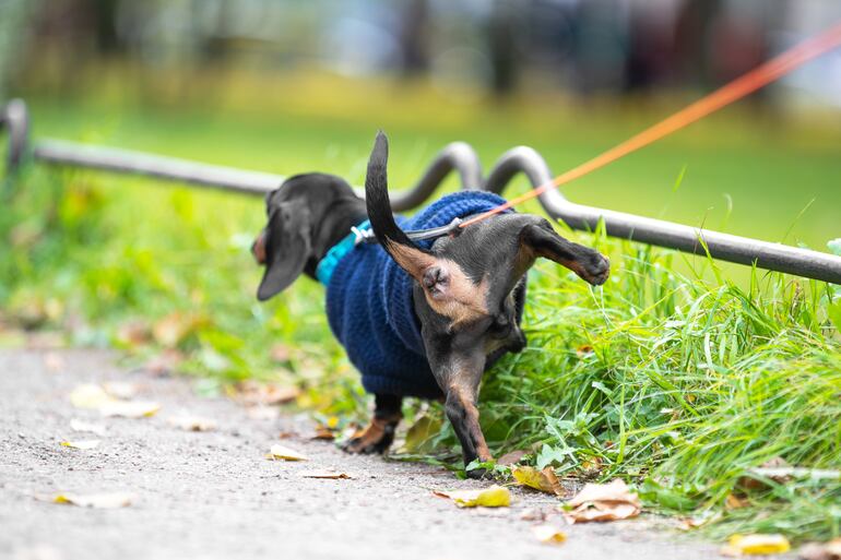 Los paseos al aire libre son importantes para que los perros evacuen su vejiga.