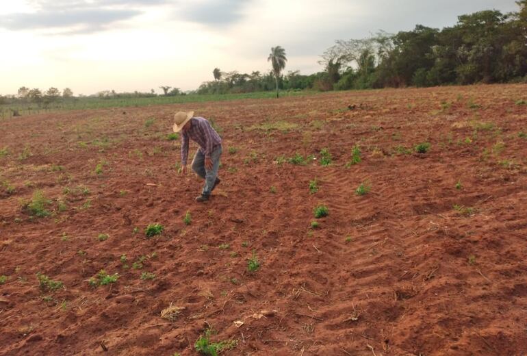 Un productor de la colonia Defensores del Chaco de Santaní muestra la poca germinación del producto cultivado en una parcela de dos hectáreas