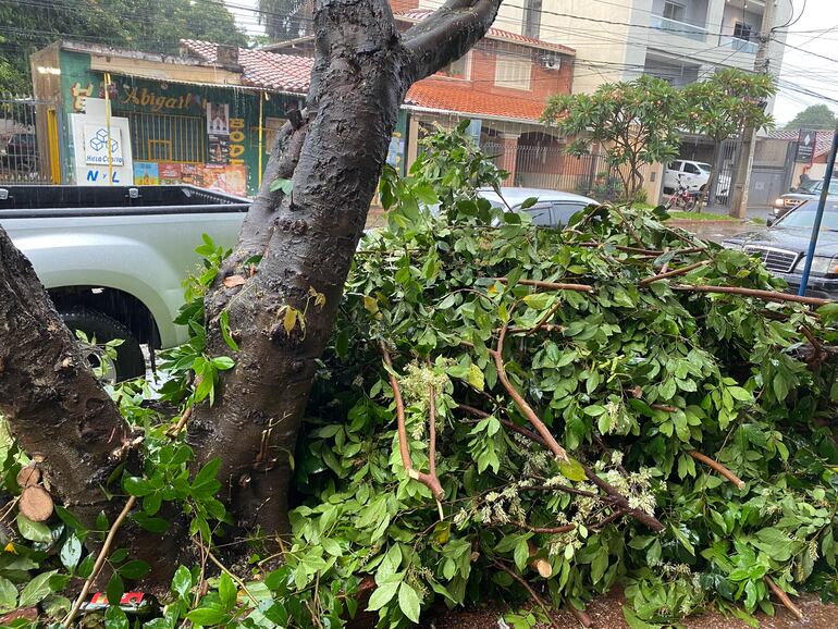 La caída de un árbol en una calle de Luque, causada por las intensas lluvias y fuertes vientos, generó obstrucciones en el tránsito.