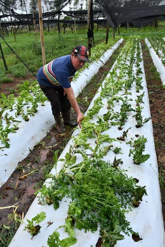 Santa Rosa, Misiones