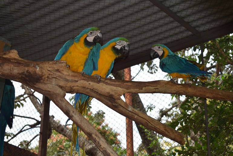 Los guacamayos son aves que están en peligro de extinción.