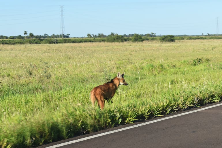 Un atractivo ejemplar de aguará guazú es visto en la zona del embalse de Yacyretá