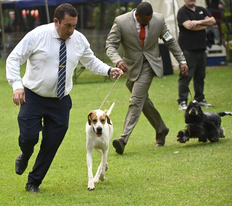 Los perros realizaron pasadas, se mostraron entrenados y elegantes,  bien arreglados hasta el último detalle.