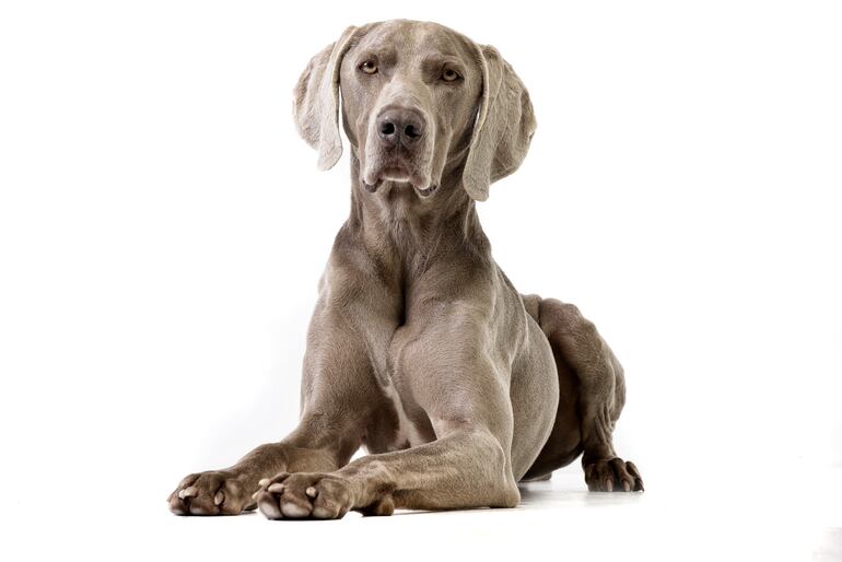 Perro de raza Weimaraner.