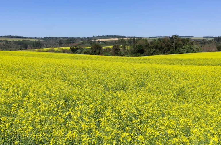 La canola es un cultivo de invierno con muchas virtudes, tanto cuando se habla de lo agronómico como de lo económico.