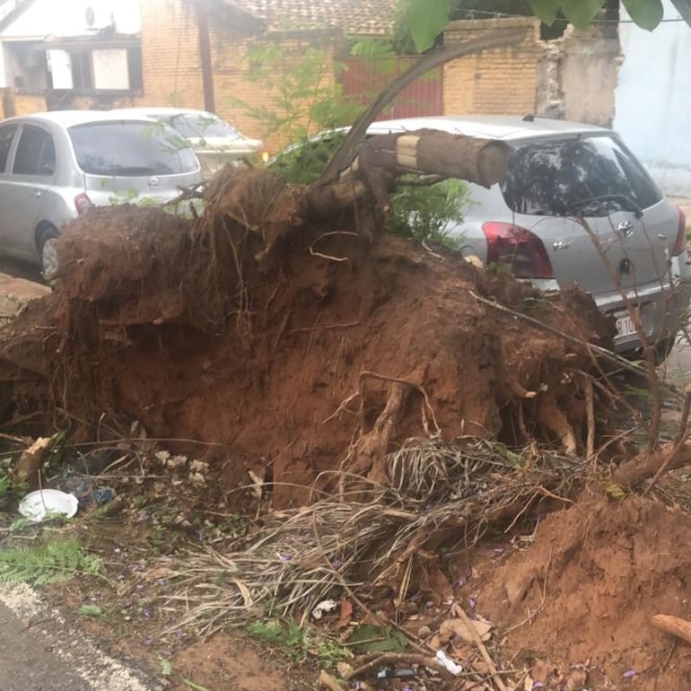 Raíces de un árbol caído obstaculiza el paso en el paseo central de la avenida Ruiz Díaz Melgarego.