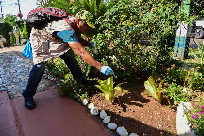 Senepa trabaja diariamente en la eliminación de posibles criaderos de mosquitos. 