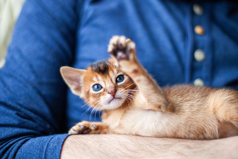 La convivencia de los gatos con los humanos se dio cuando estos cambiaron sus costumbres nómadas y crearon asentamientos.