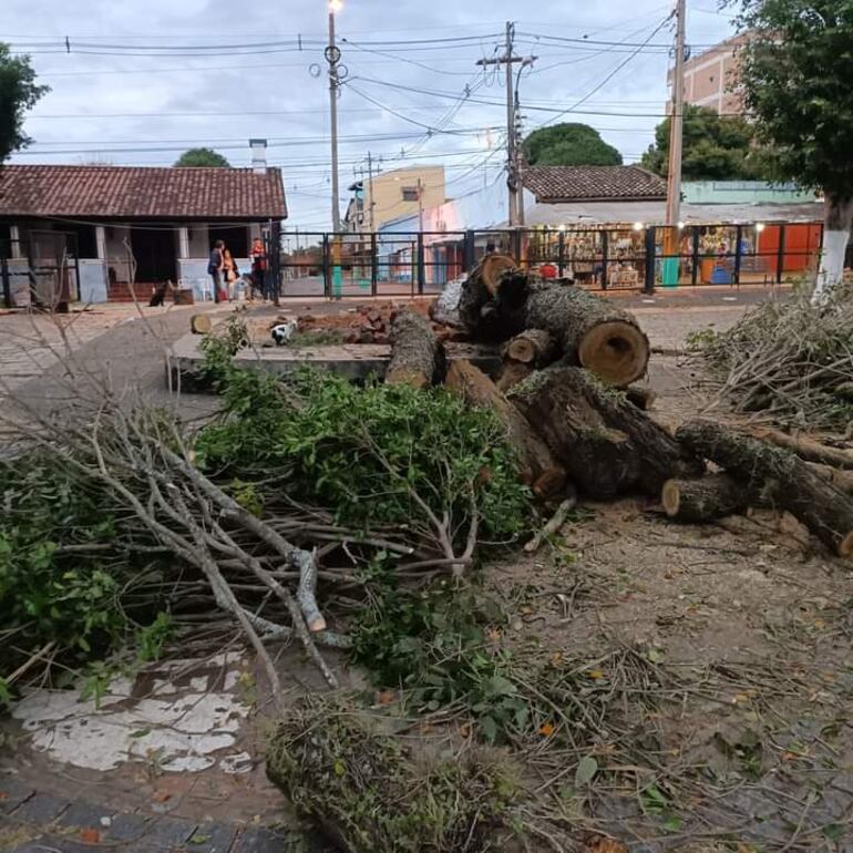 Avanza proyecto de recomposición del arbolado urbano de la Basílica de Caacupé