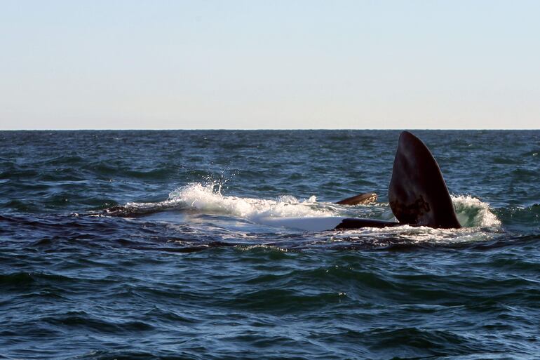 Dos ballenas francas en la Península Valdés, cerca a Puerto Madryn en la provincia de Chubut (Argentina).