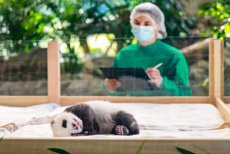 FOTODELDÍA Berlín (Alemania), 15/10/2024.- Un cuidador inspecciona a uno de los dos pandas gemelos recién nacidos en un recinto del Zoo de Berlín, Alemania, este martes, los dos cachorros de panda nacieron en el Zoo de Berlín el 22 de agosto de 2023. EFE/ Hannibal Hanschke
