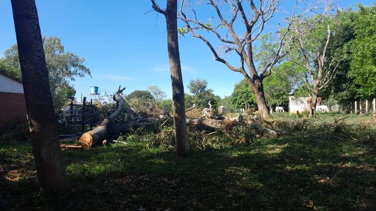 
Un grupo de vecinos del lugar denunciaron en la comisaría local la tala irregular de los árboles 