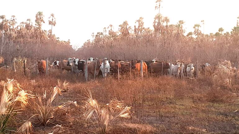 Unos 50 animales vacunos fueron recuperados en una estancia abandonada.