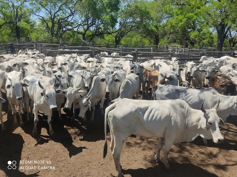 El robo de animales vacunos es una constantes en el Alto Paraguay.