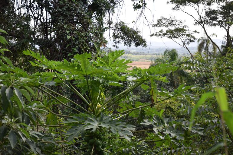 Tavai es un destino de recursos naturales, refugio de fauna y flora.