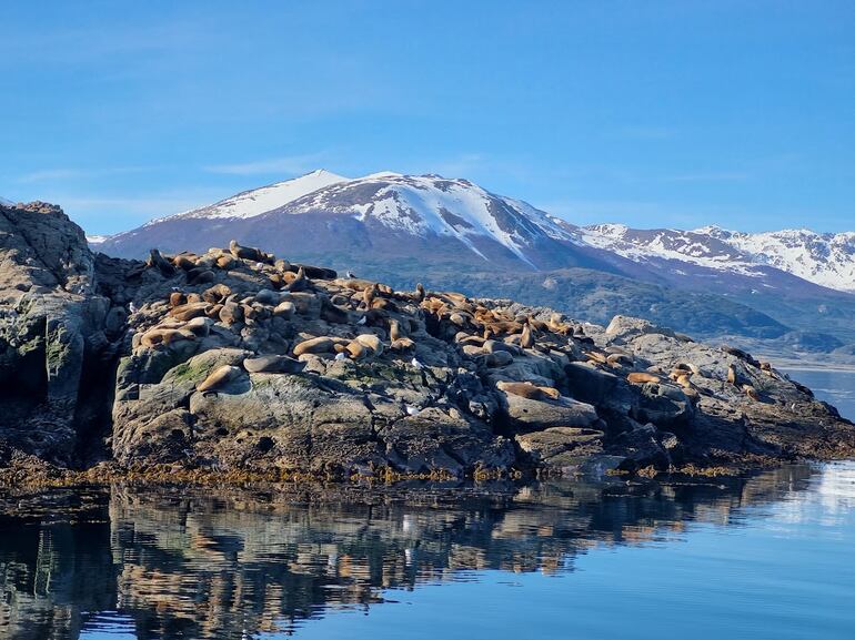 Los recorridos por el estrecho patagónico permiten observar la fauna particular de la zona. En este caso, lobos marinos al sol.