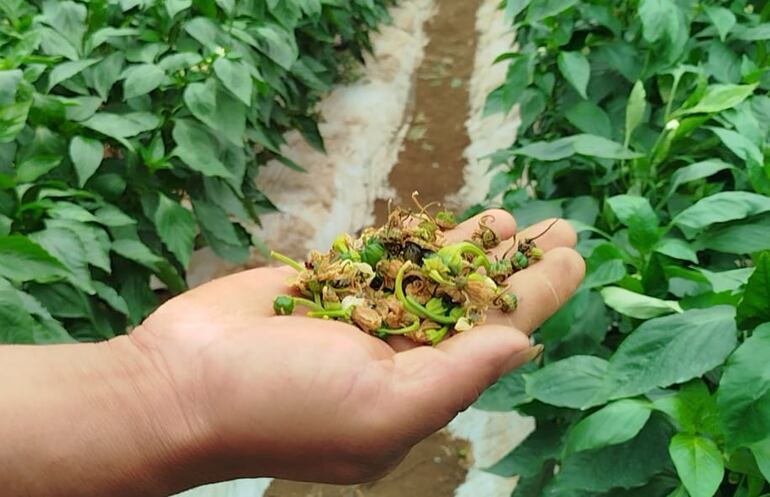 Producción de tomate y morrón afectadas por el clima en Capitán Miranda.