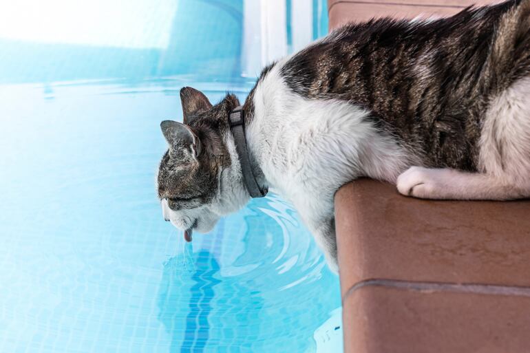 Durante el calor, procurar que el agua con cloro, utilizado habitualmente para la limpieza o de la pileta, esté fuera del alcance de los gatos. Su ingestión puede generar problemas digestivos severos, vómitos, salivación excesiva y dolor intenso.