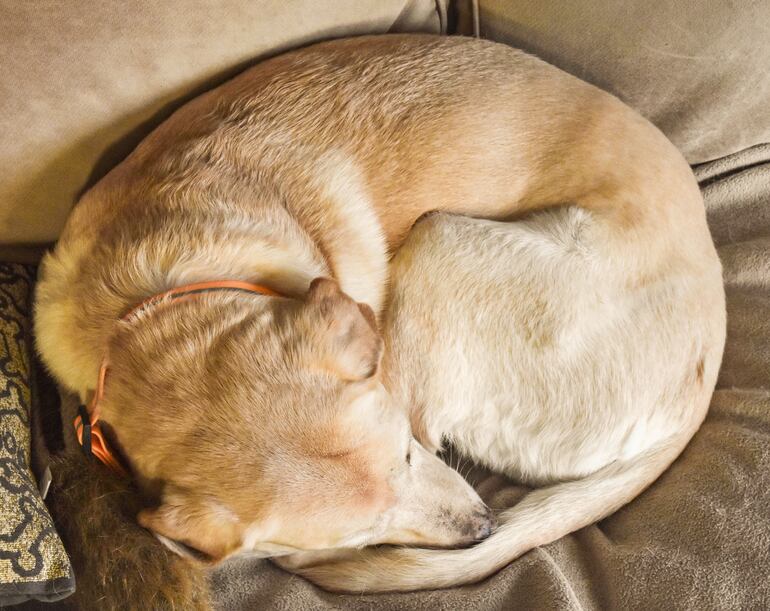 Perro acurrucado en círculo.