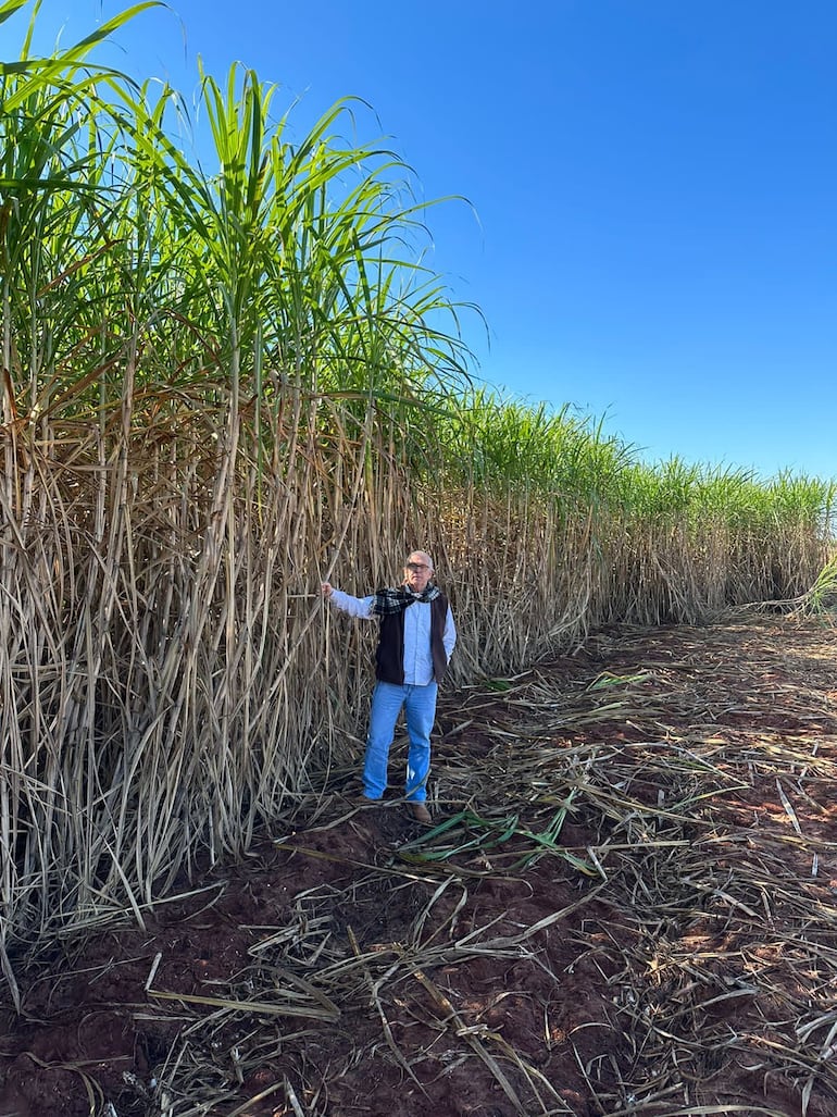 Caña planta de la variedad RB 96 6928, de 11 meses, 133 toneladas por ha, cortada para semilla en Neualco, Pastoreo.