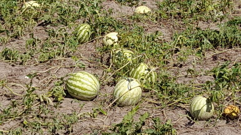 Los productores regalan las frutas de la sandía a los vecinos para dar de comer a los chanchos y a las gallinas.