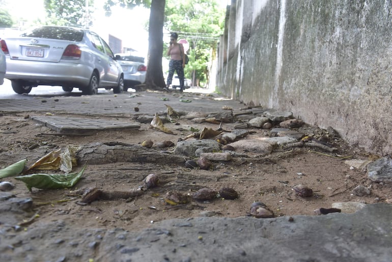 La vereda de la escuela General Díaz presenta enormes baches y no está siendo reparada a un mes y medio del inicio de clases.