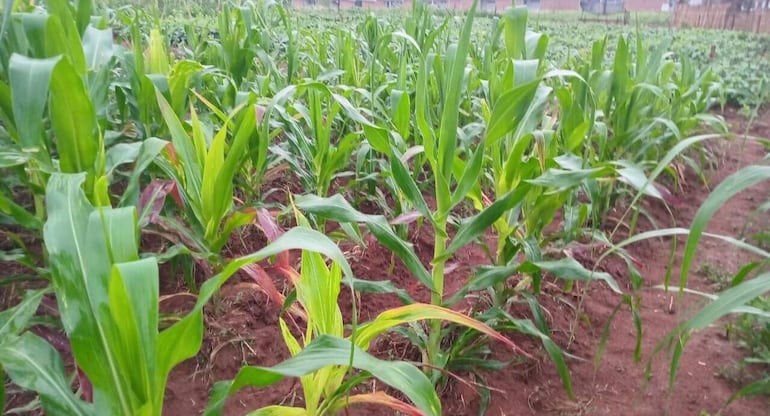 Cultivos de maíz, poroto, sandía, melón y otros rubros hortícolas se benefician con la lluvia.