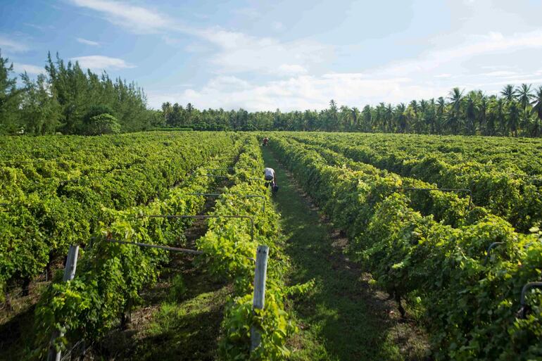 Los mejores vinos vienen de lugares muy curiosos.