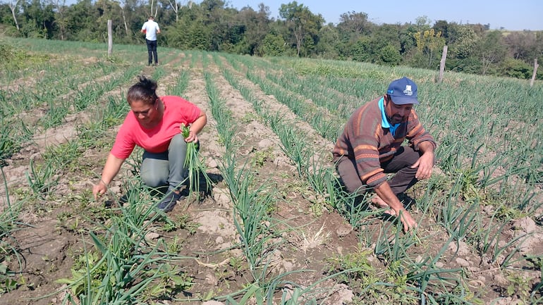 Los productores Matilde Areco y Juan Ovelar trabajando en la plantación de cebollas.