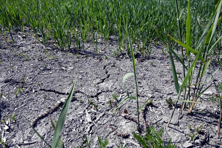 Dos regiones del sureste de Inglaterra serán sometidas a una prohibición de riego ante la escasez de agua, en el inicio de un verano que amenaza con ser más seco de lo habitual, informó el viernes la compañía de suministro de agua.