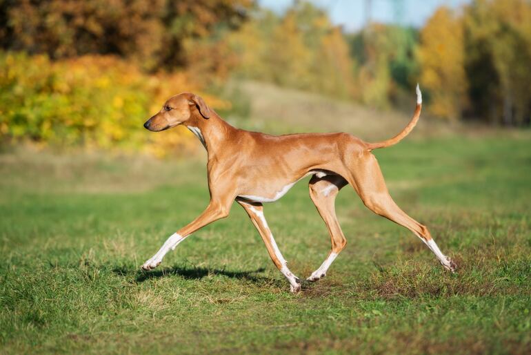 Perro de raza Azawakh.