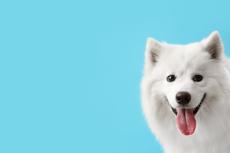 Perro samoyedo.