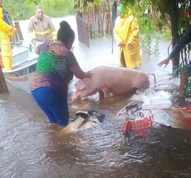 Una de las afectadas tratando de salvar a su animal porcino de la crecida del río.