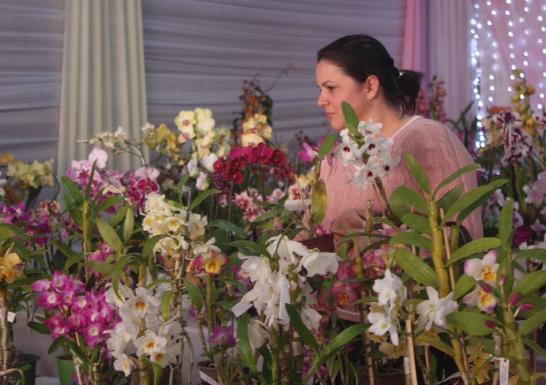 Expo Orquídeas.