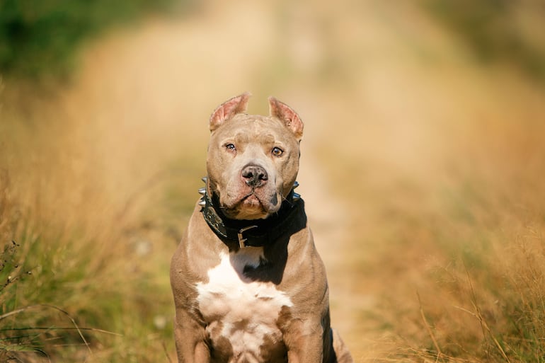 Un perro de la raza pitbull. 