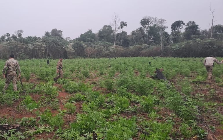 Agentes de la Senad durante el procedimiento de destrucción de las plantaciones.