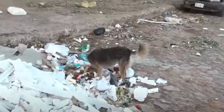 Animales se rebuscan en la basura de un vertedero clandestino en la calle Guatemala casi Av. Felix Bogado.