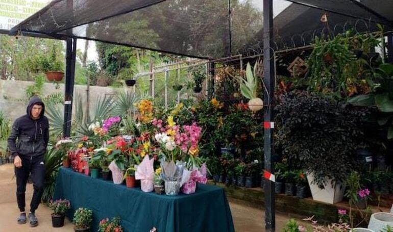 Los turistas visitan con frecuencia la comunidad de Cabañas y se llevan todo tipo de plantas.